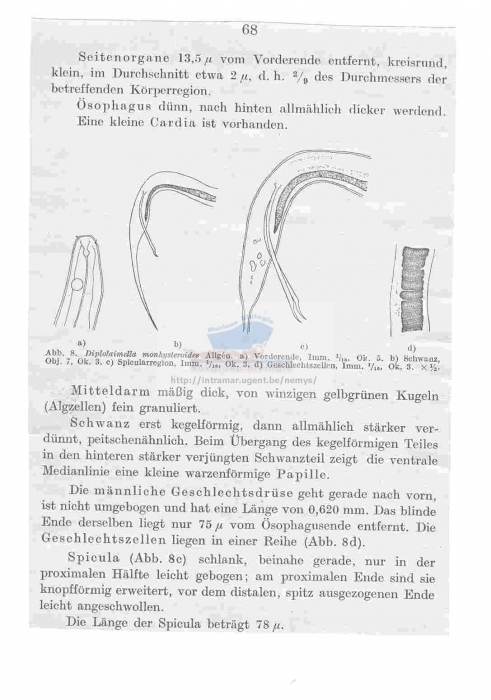 Diplolaimella monhysteroides