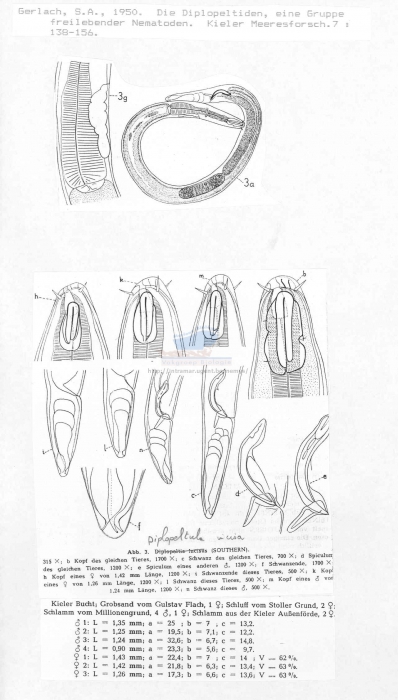 Diplopeltula incisa