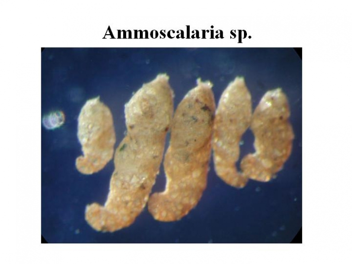 Ammoscalaria