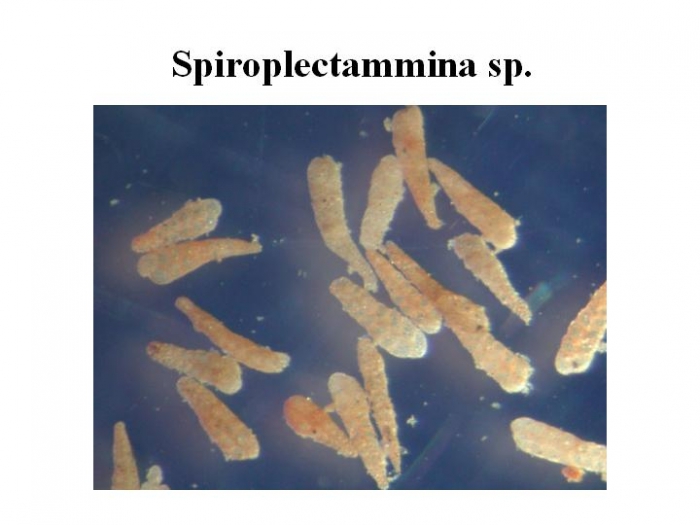 Spiroplectammina