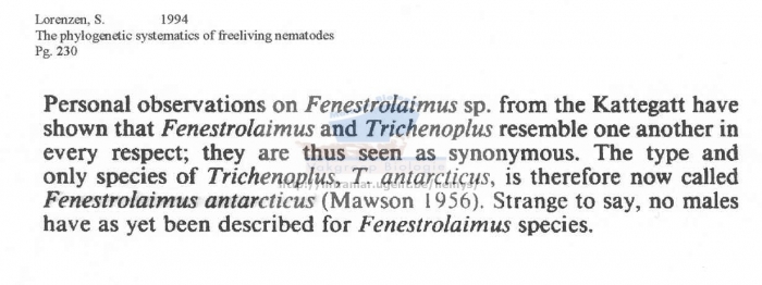 Fenestrolaimus antarcticus