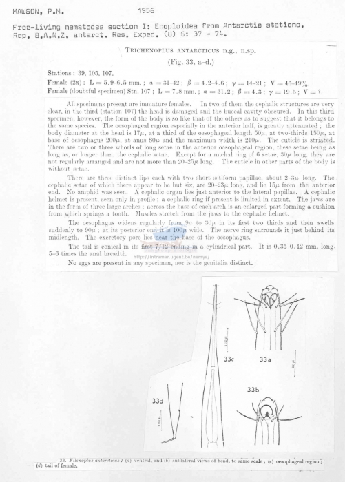 Fenestrolaimus antarcticus