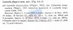 Nematode file-library of the Marine Biology Section (Ghent University, Belgium)