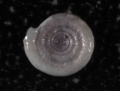 Chromista - Foraminifera (foraminifers)