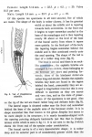 Mesacanthion infantilis