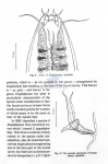 Mesacanthion infantilis