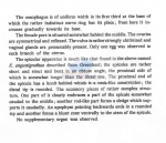 Nematode file-library of the Marine Biology Section (Ghent University, Belgium)