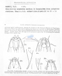 Mesacanthion infantilis