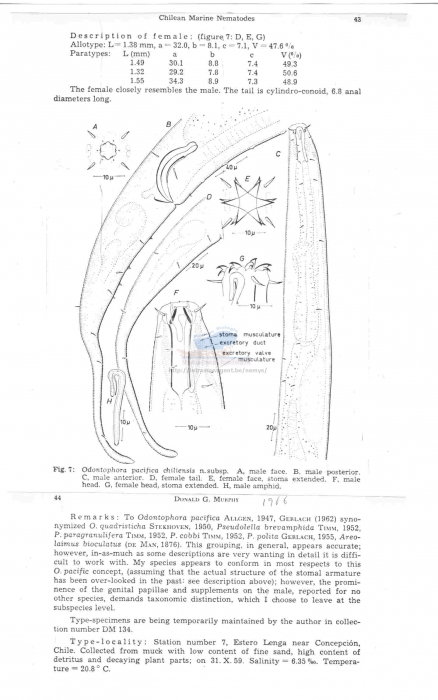 Odontophora pacifica