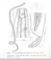 Nematoda (roundworms)