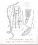 Oncholaimus dujardinii