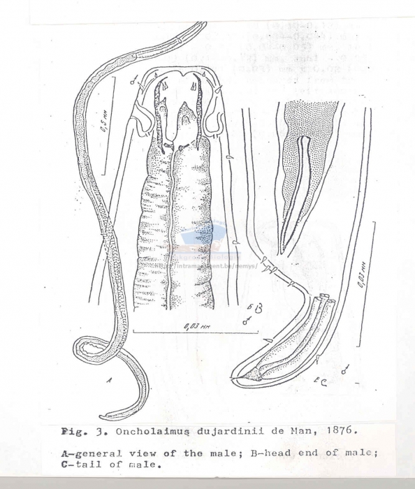 Oncholaimus dujardinii