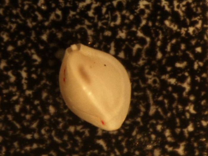 Triloculina frigida Triloculina frigida