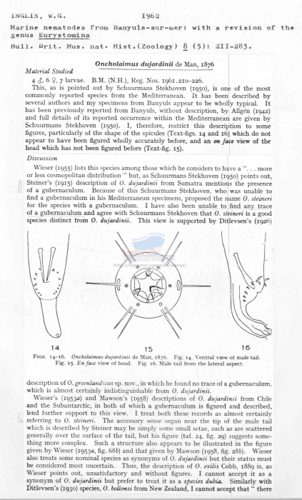 Oncholaimus dujardinii