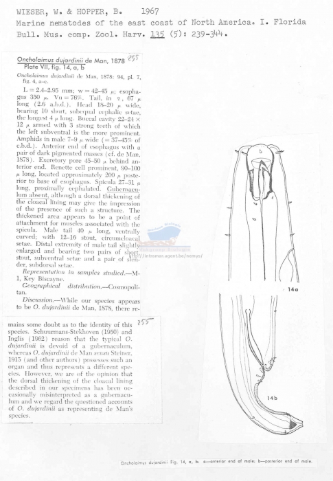 Oncholaimus dujardinii