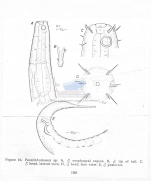 Paralinhomoeus