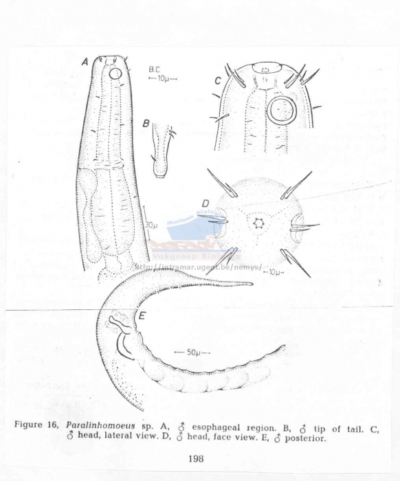 Paralinhomoeus