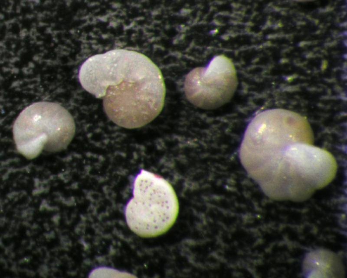 Cibicides lobatulus Cibicides lobatulus