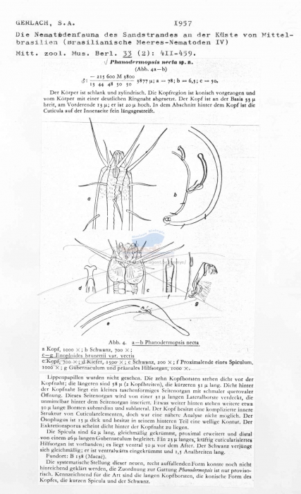 Phanodermopsis necta