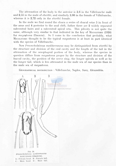 Prooncholaimus mediterraneus