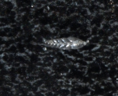 Bolivinellina pseudopunctata