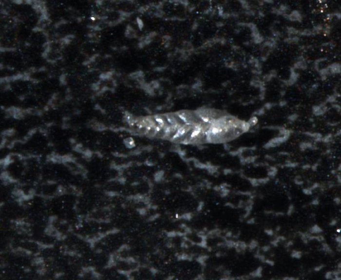 Bolivinellina pseudopunctata Bolivinellina pseudopunctata