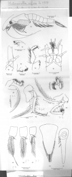 Holmesiella affinis