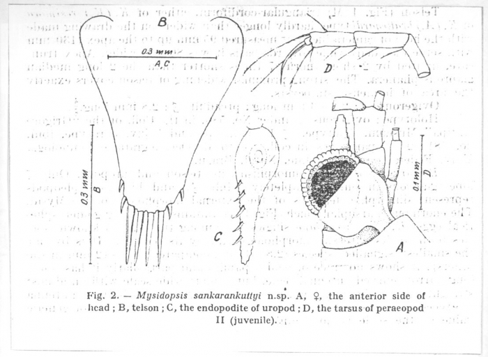 Mysidopsis sankarankuttyi