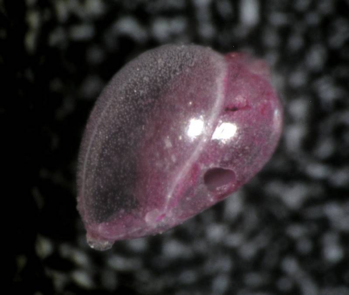 Globobulimina turgida Globobulimina turgida
