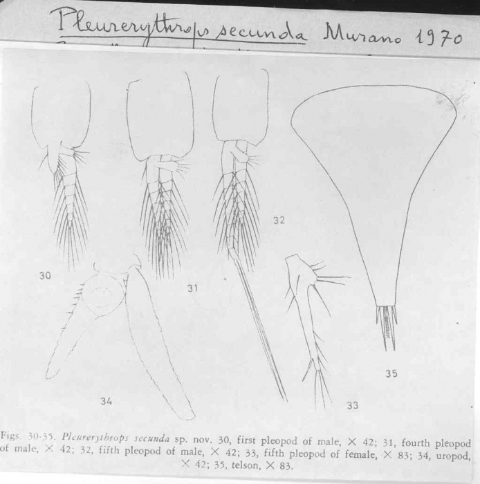 Pleurerythrops secunda