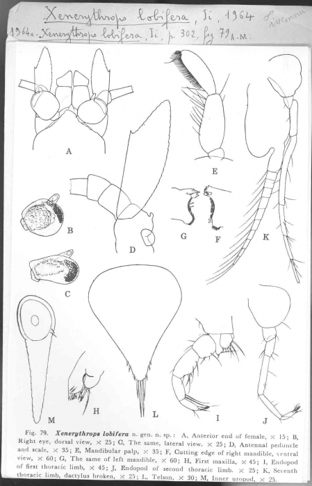 Xenerythrops lobifera