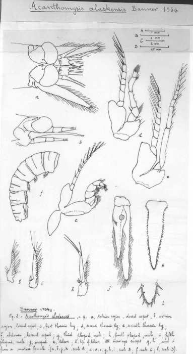 Acanthomysis alaskensis