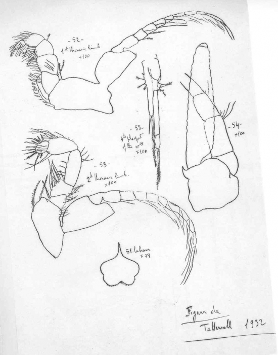 Acanthomysis costata