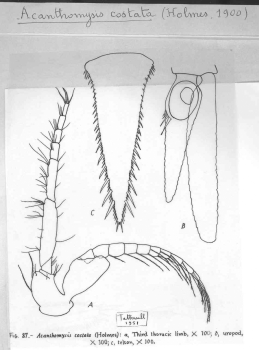 Acanthomysis costata