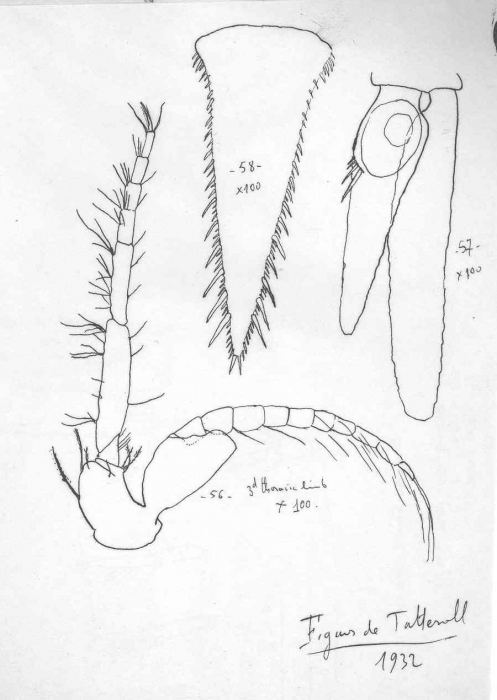 Acanthomysis costata