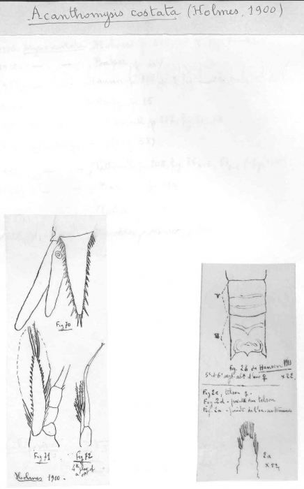 Acanthomysis costata