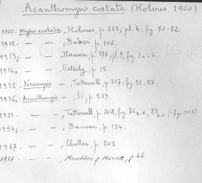 Acanthomysis costata