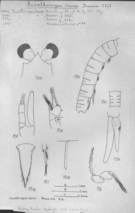 Acanthomysis davisi