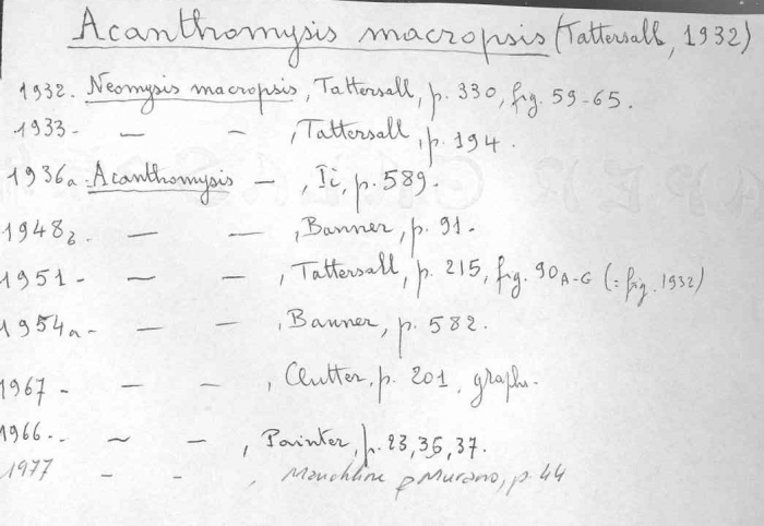 Acanthomysis macropsis