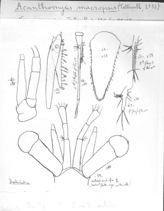 Acanthomysis macropsis