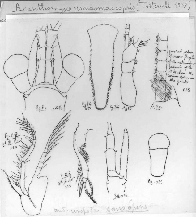 Acanthomysis pseudomacropsis