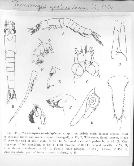 Proneomysis quadrispinosa