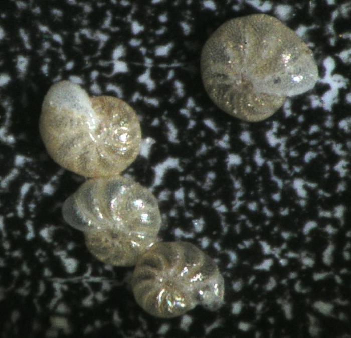 Cribroelphidium excavatum Cribroelphidium excavatum