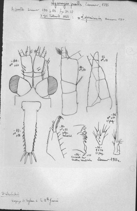 Lycomysis pusilla