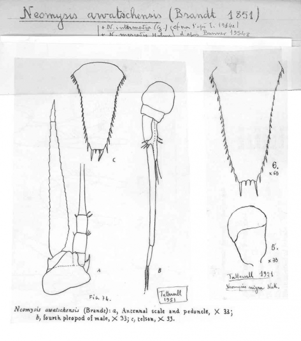 Neomysis awatschensis