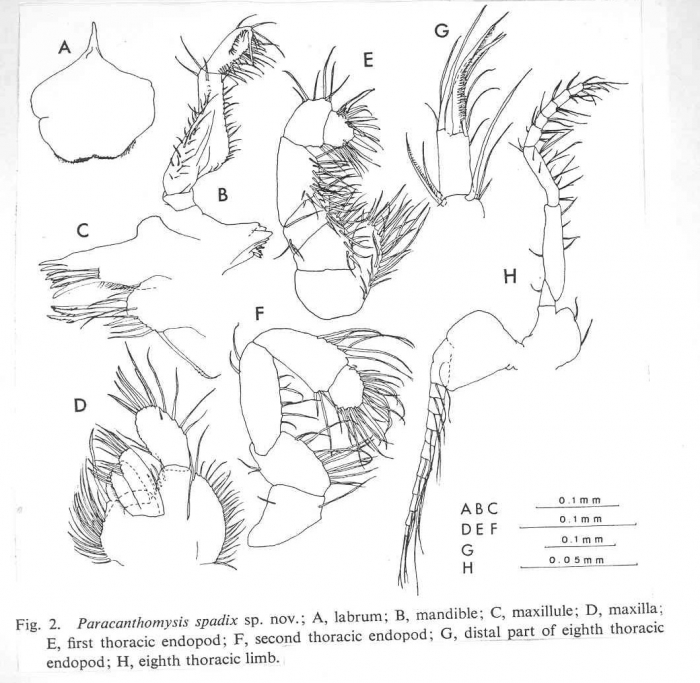 Paracanthomysis spadix