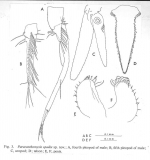 Paracanthomysis spadix