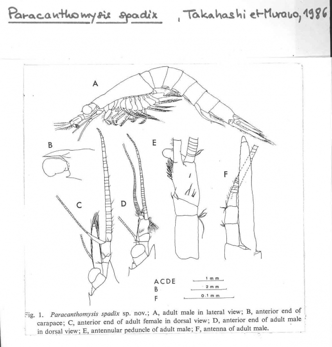 Paracanthomysis spadix