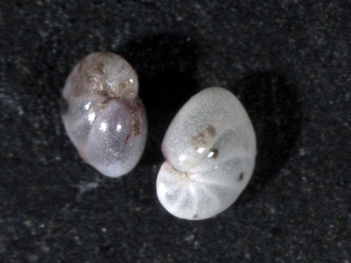 Nonionellina labradorica Nonionellina labradorica