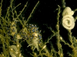 Cuthona caerulea (Montagu, 1804)